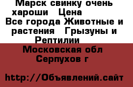 Марск свинку очень хароши › Цена ­ 2 000 - Все города Животные и растения » Грызуны и Рептилии   . Московская обл.,Серпухов г.